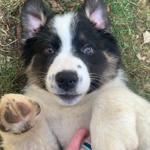 Meet your Posher, Maia